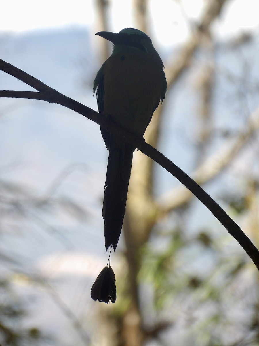 Lesson's Motmot - ML630051242