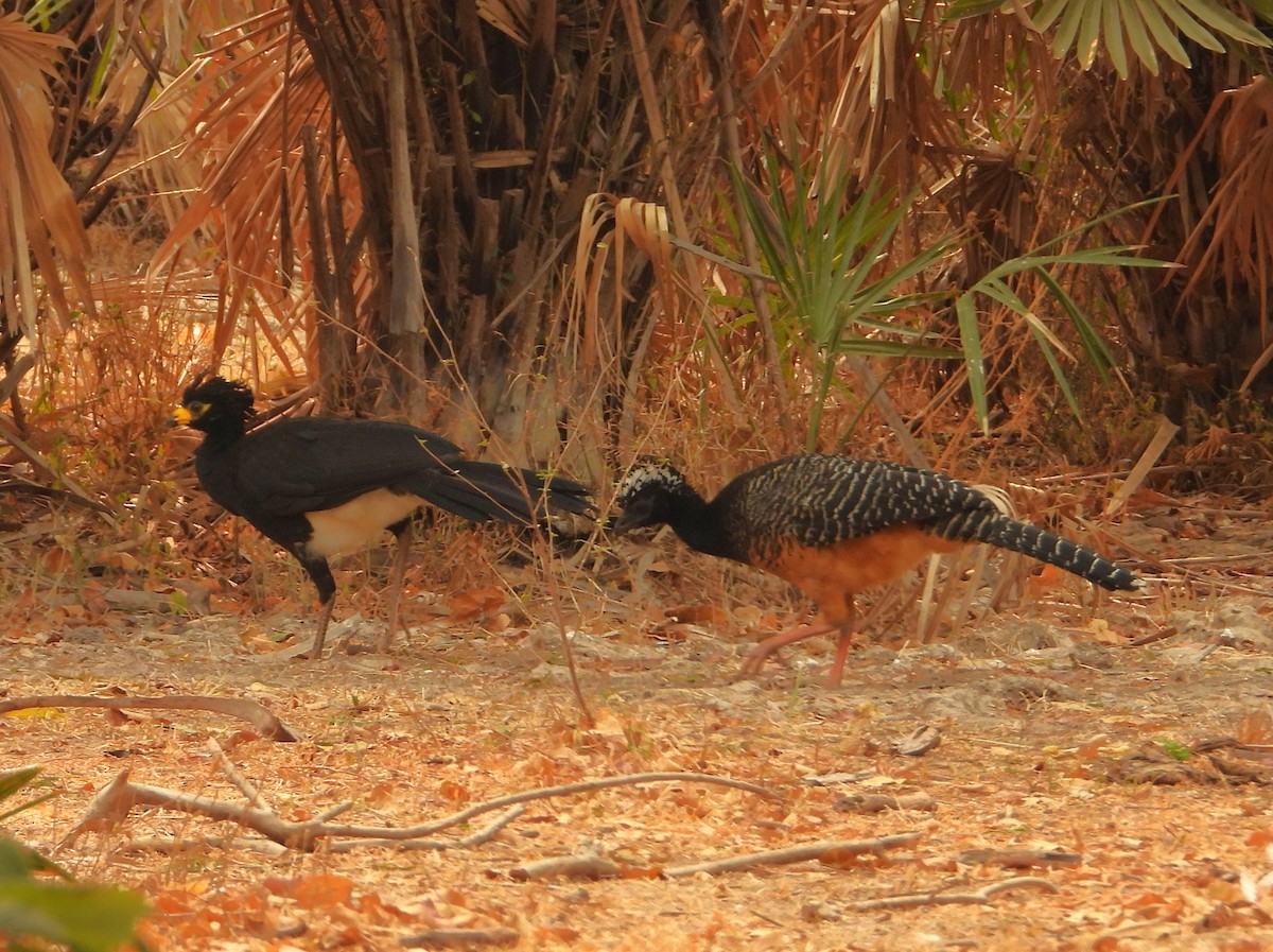 Bare-faced Curassow - ML630051289