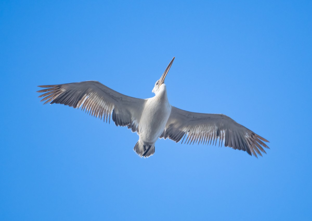 Dalmatian Pelican - ML630051297