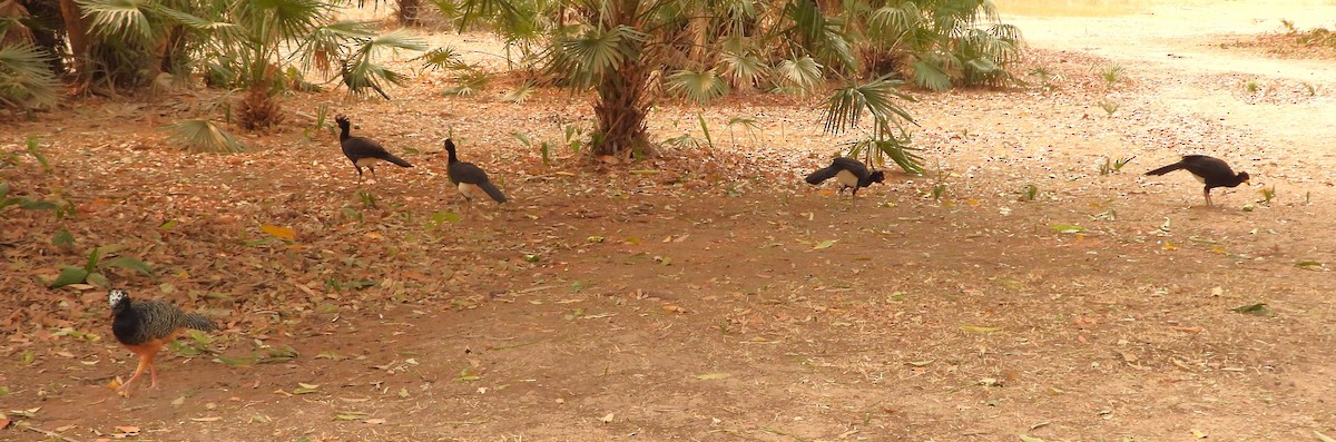Bare-faced Curassow - ML630051303
