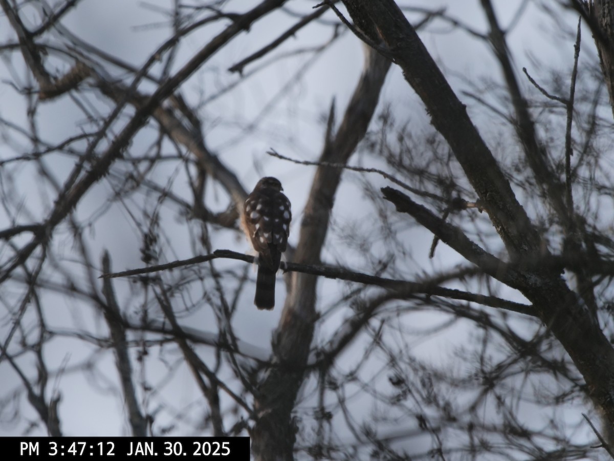 Sharp-shinned Hawk - ML630051335