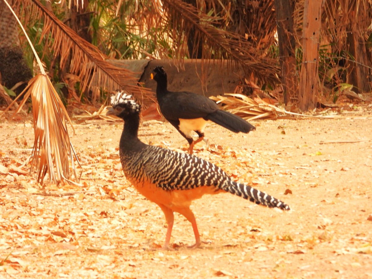 Bare-faced Curassow - ML630051346