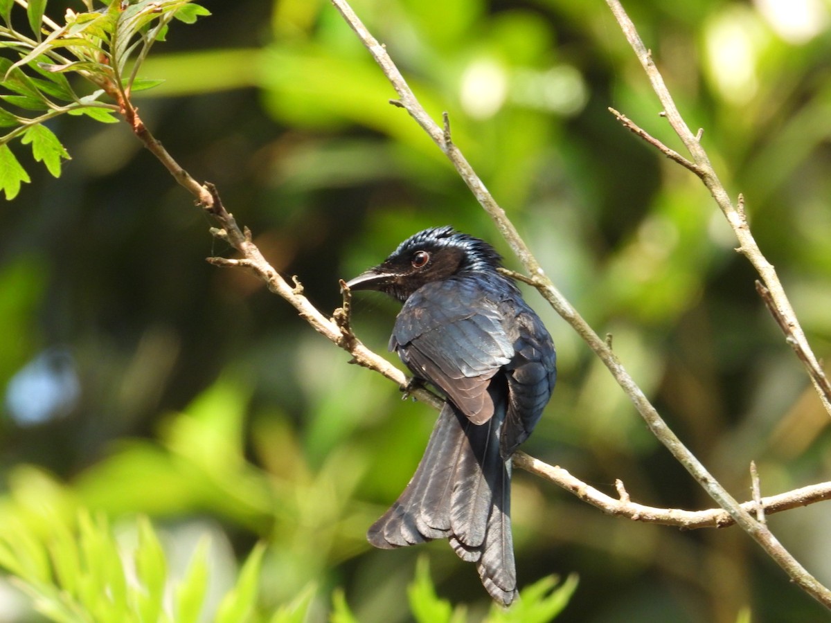 Bronzed Drongo - ML630051462