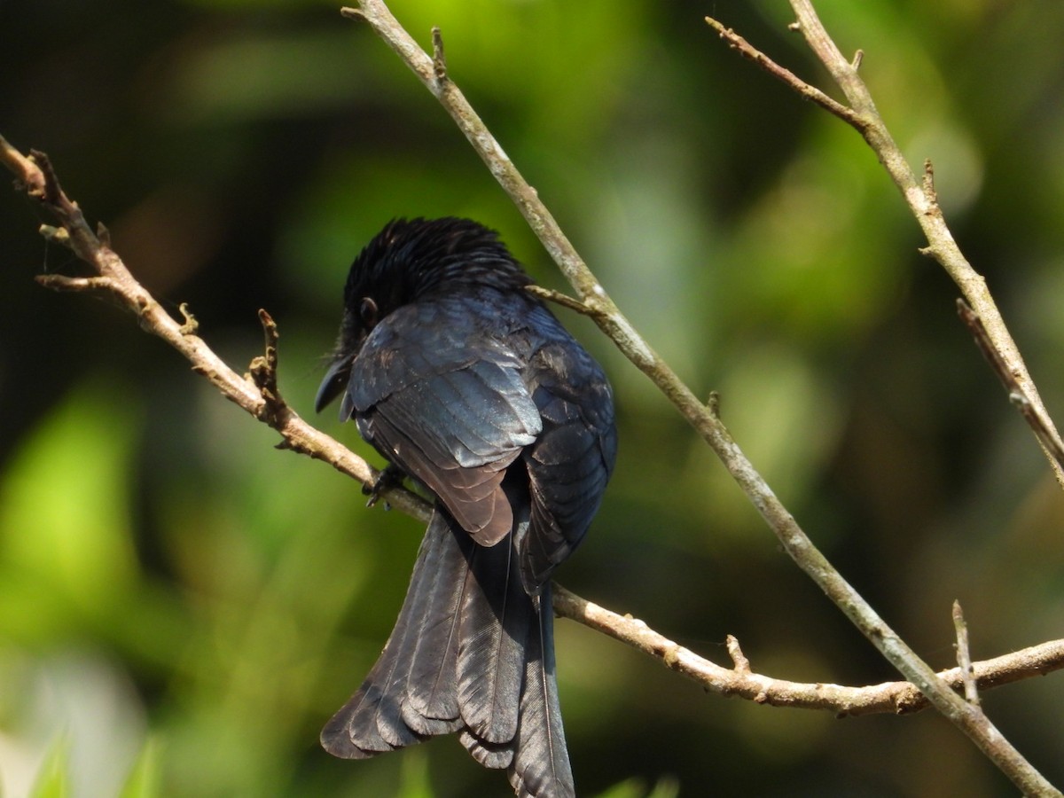 Bronzed Drongo - ML630051463