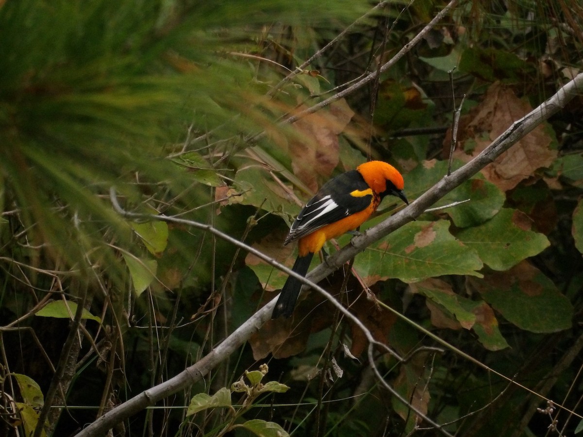 Spot-breasted Oriole - ML630051465