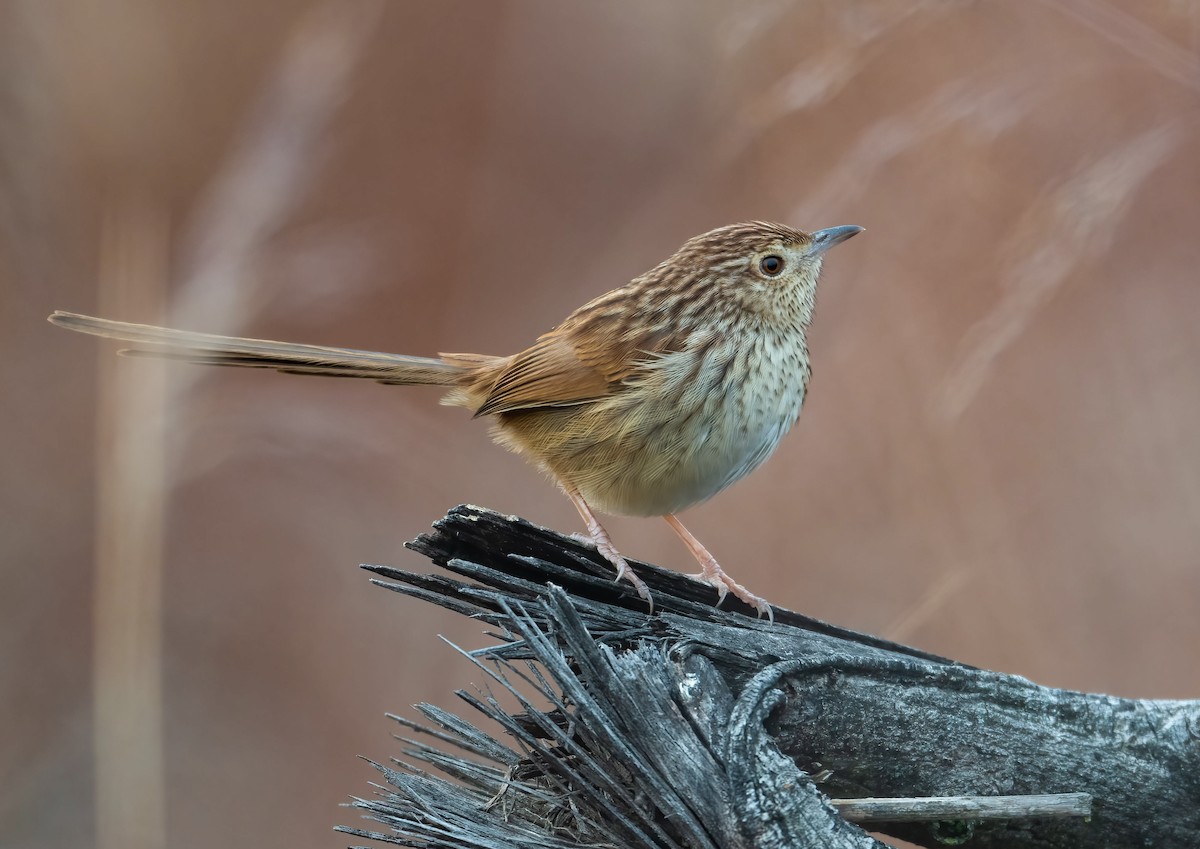 Striped Prinia - ML630051580