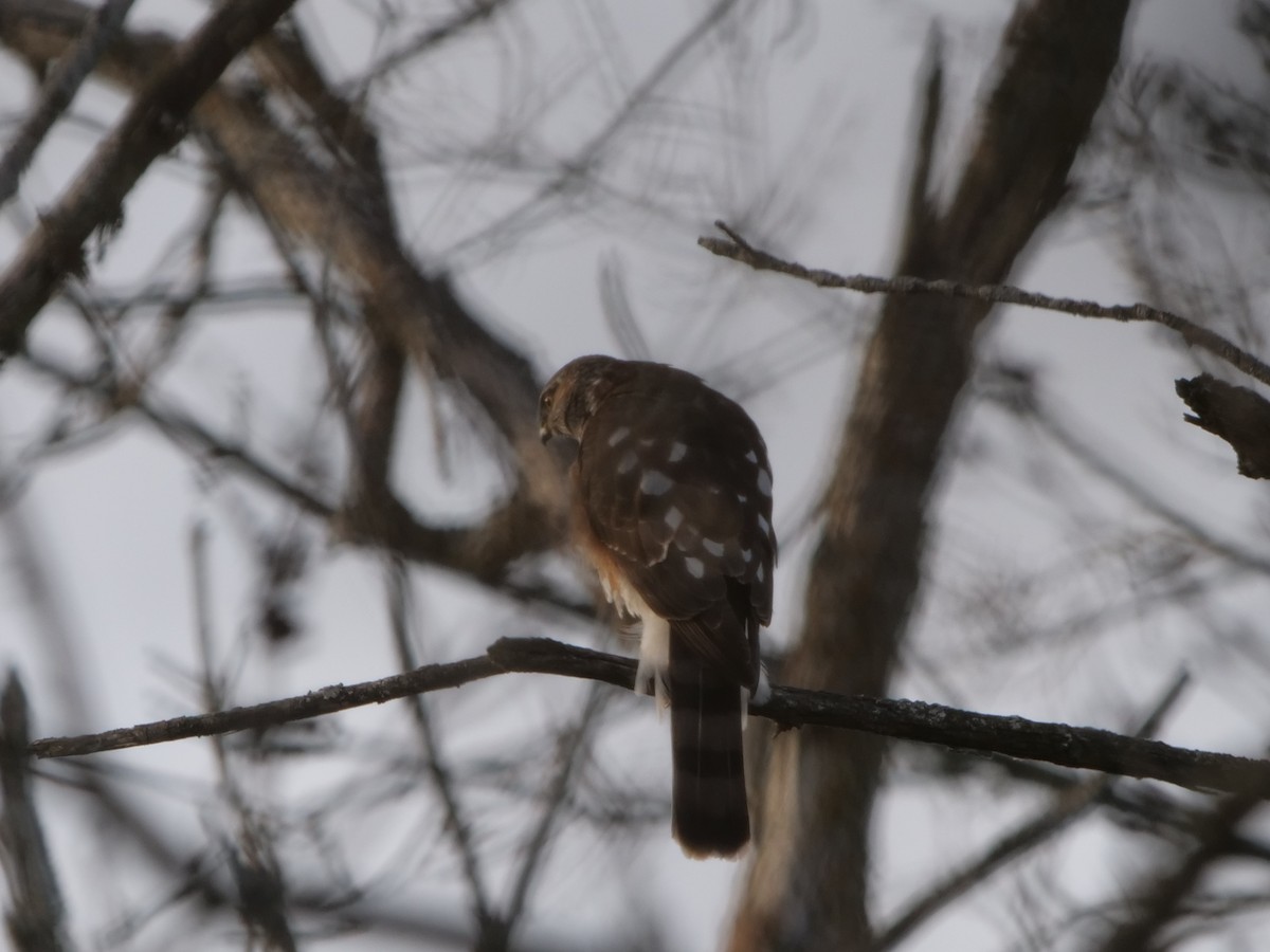 Sharp-shinned Hawk - ML630051685