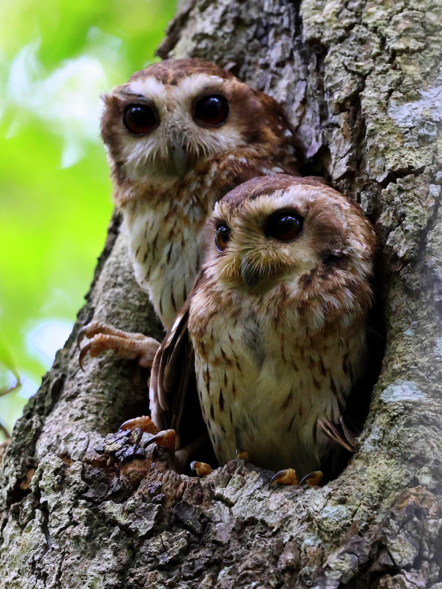 Bare-legged Owl - ML630051739