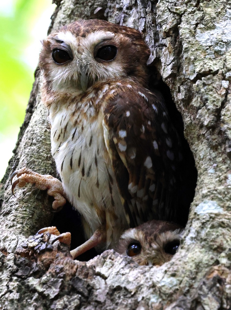 Bare-legged Owl - ML630051757
