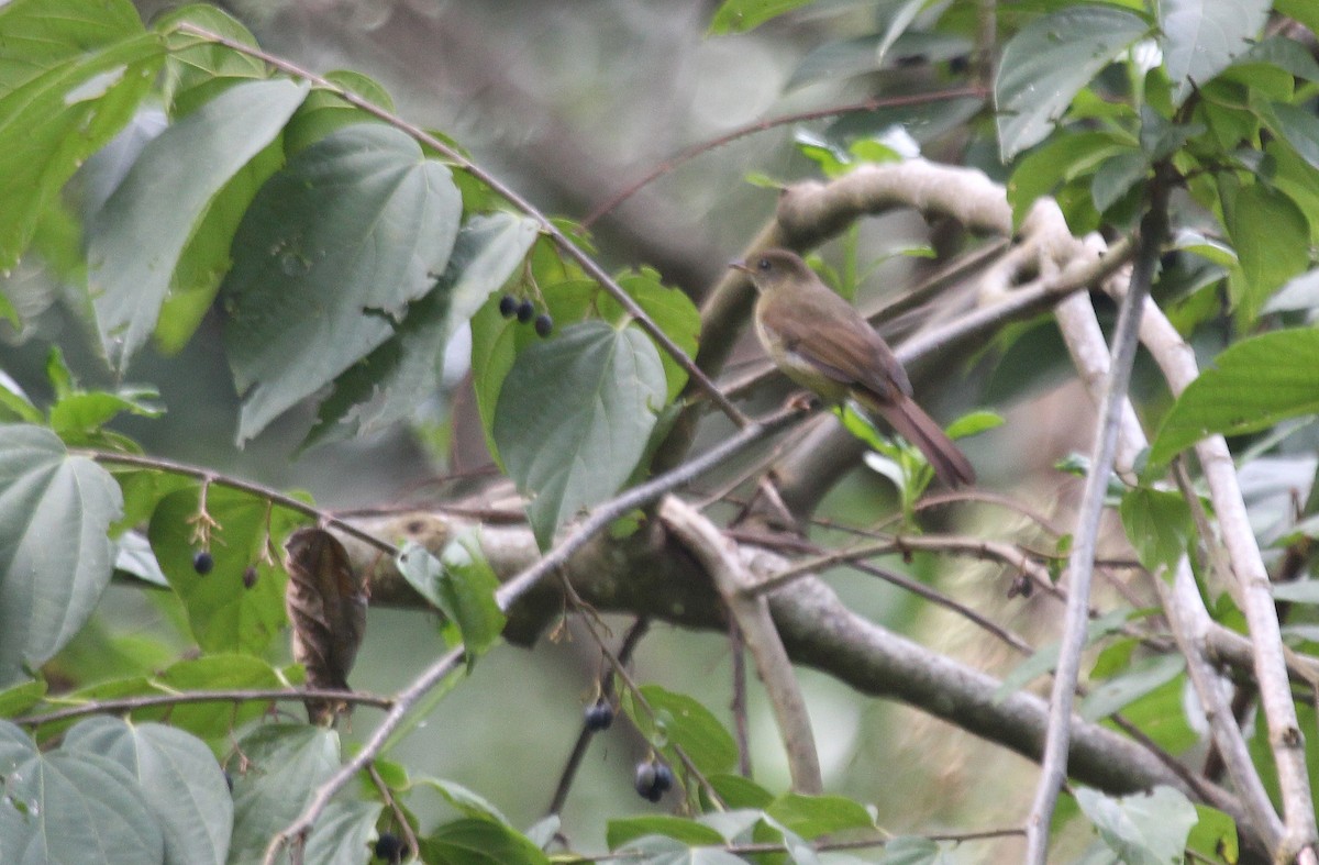 Little Greenbul - ML63005211