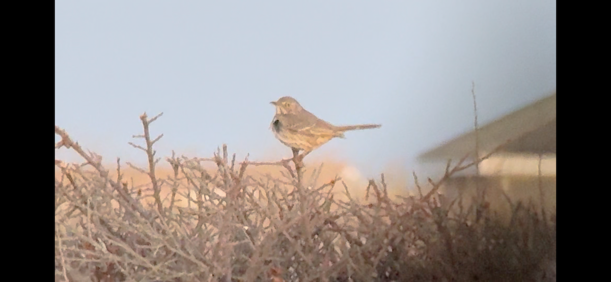 drozdec horský - ML630052389