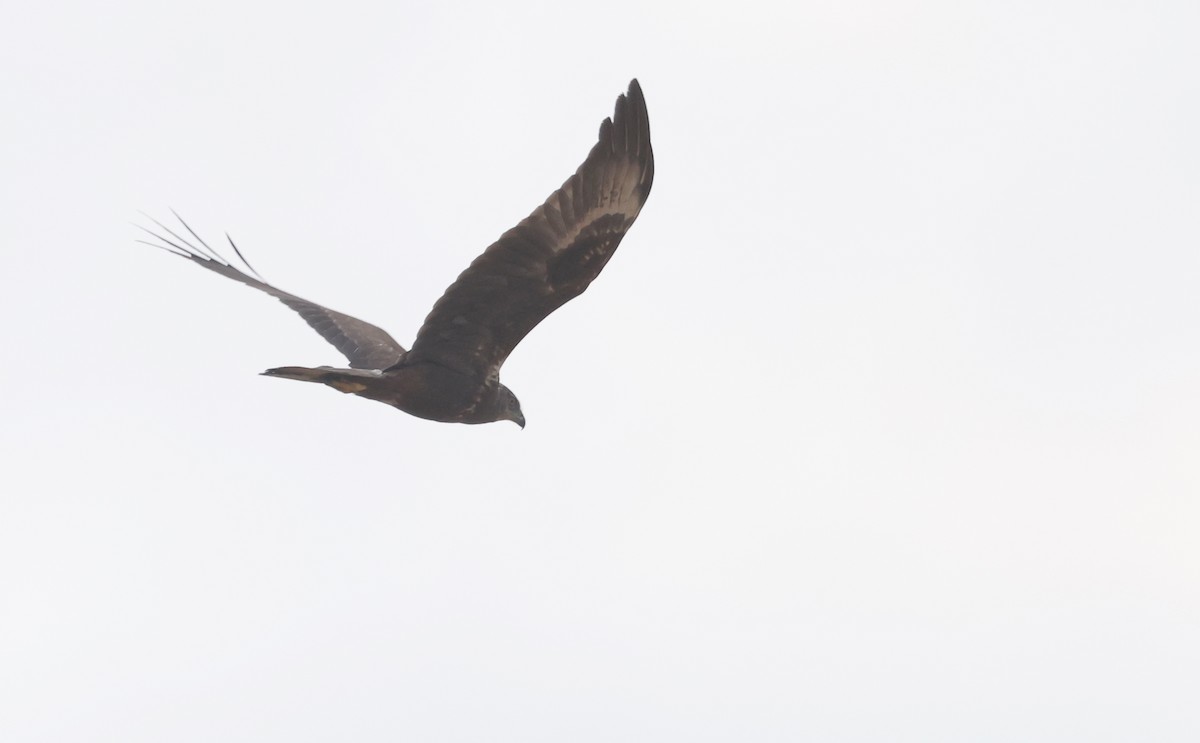 Eastern Marsh Harrier - ML630052468