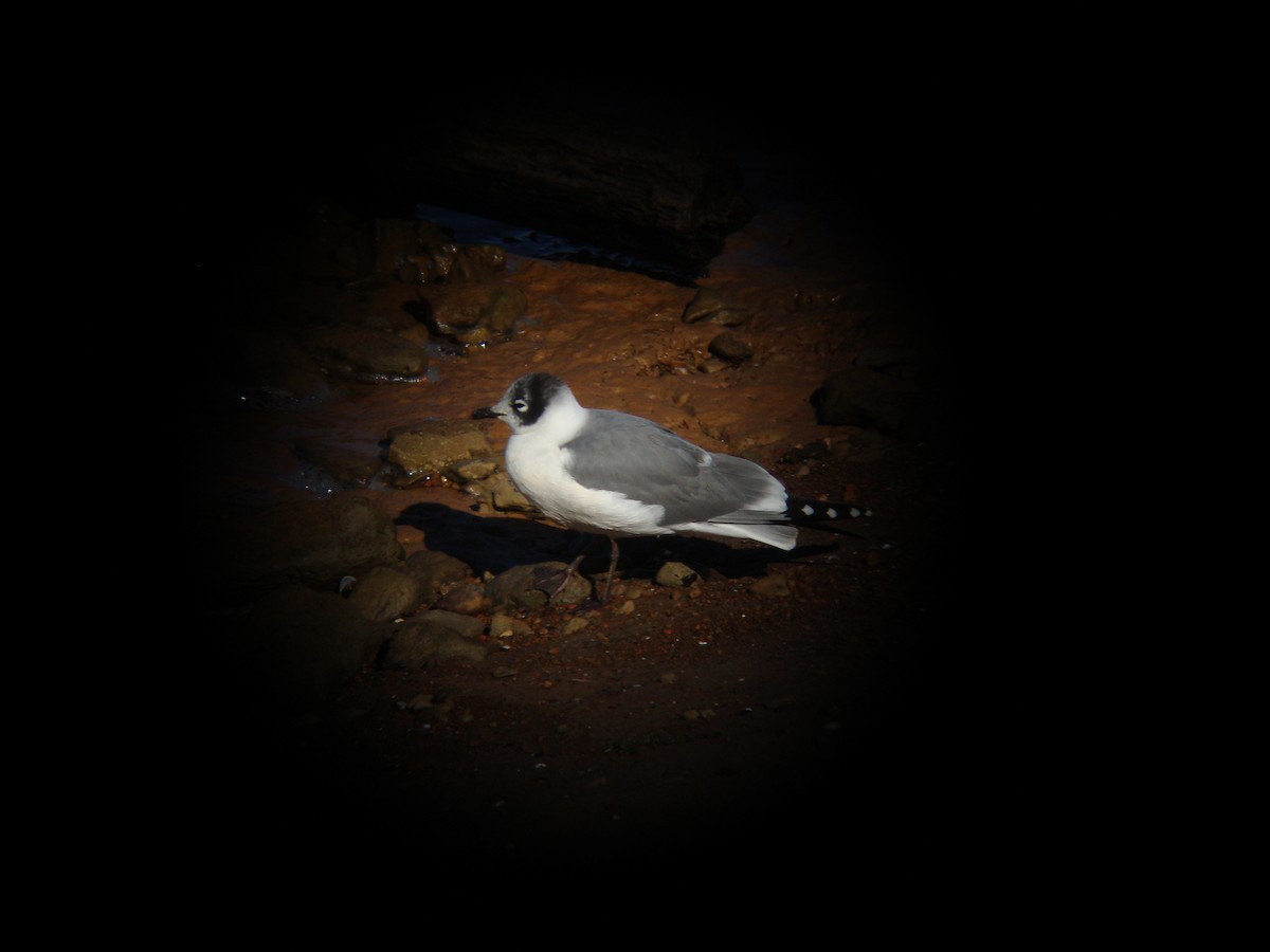 Maskeli Martı - ML630052529