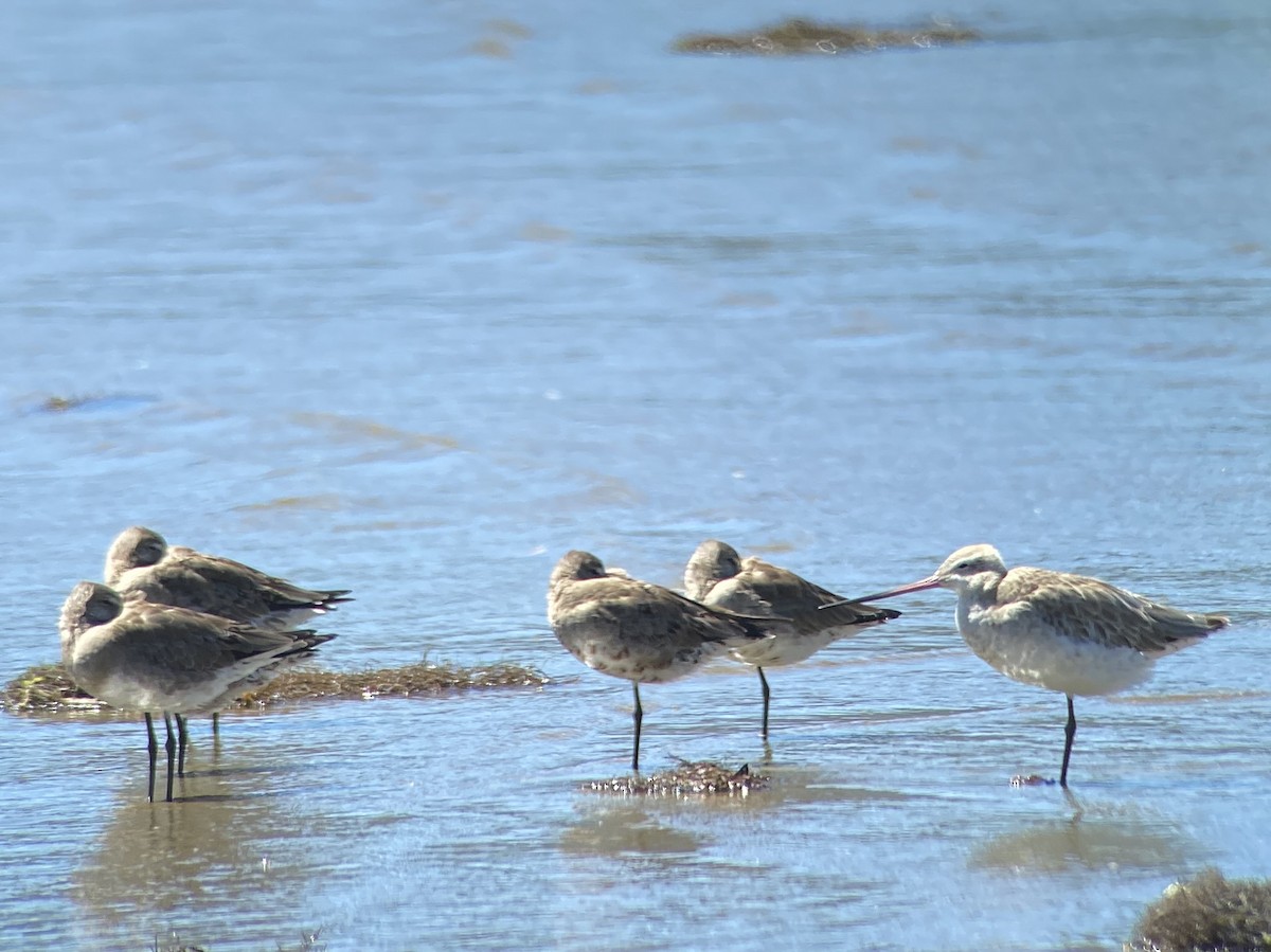Bar-tailed Godwit - ML630052806