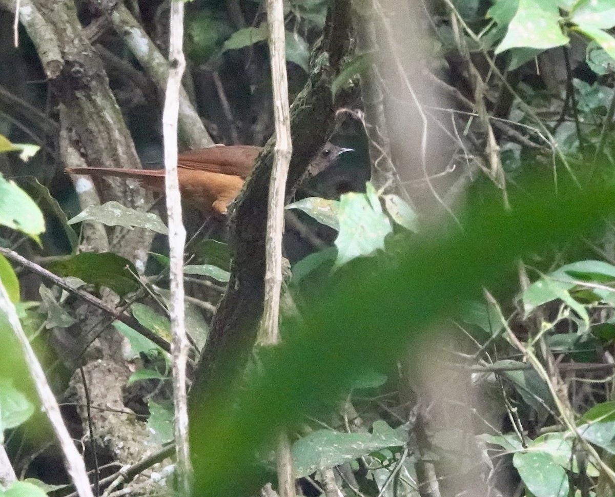 Néocossyphe à queue rousse (rufus) - ML630052814