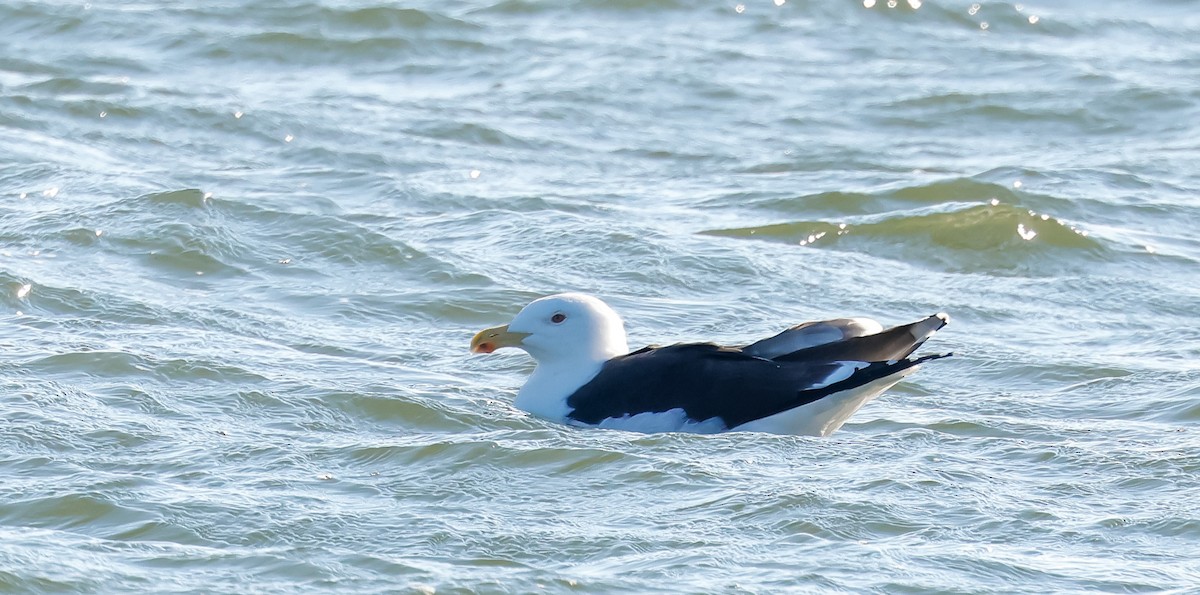 Great Black-backed Gull - ML630052845