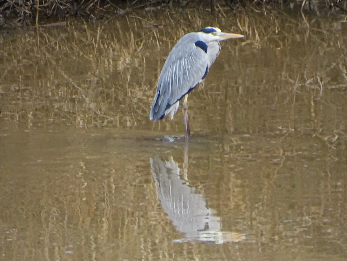 Gray Heron - ML630052874