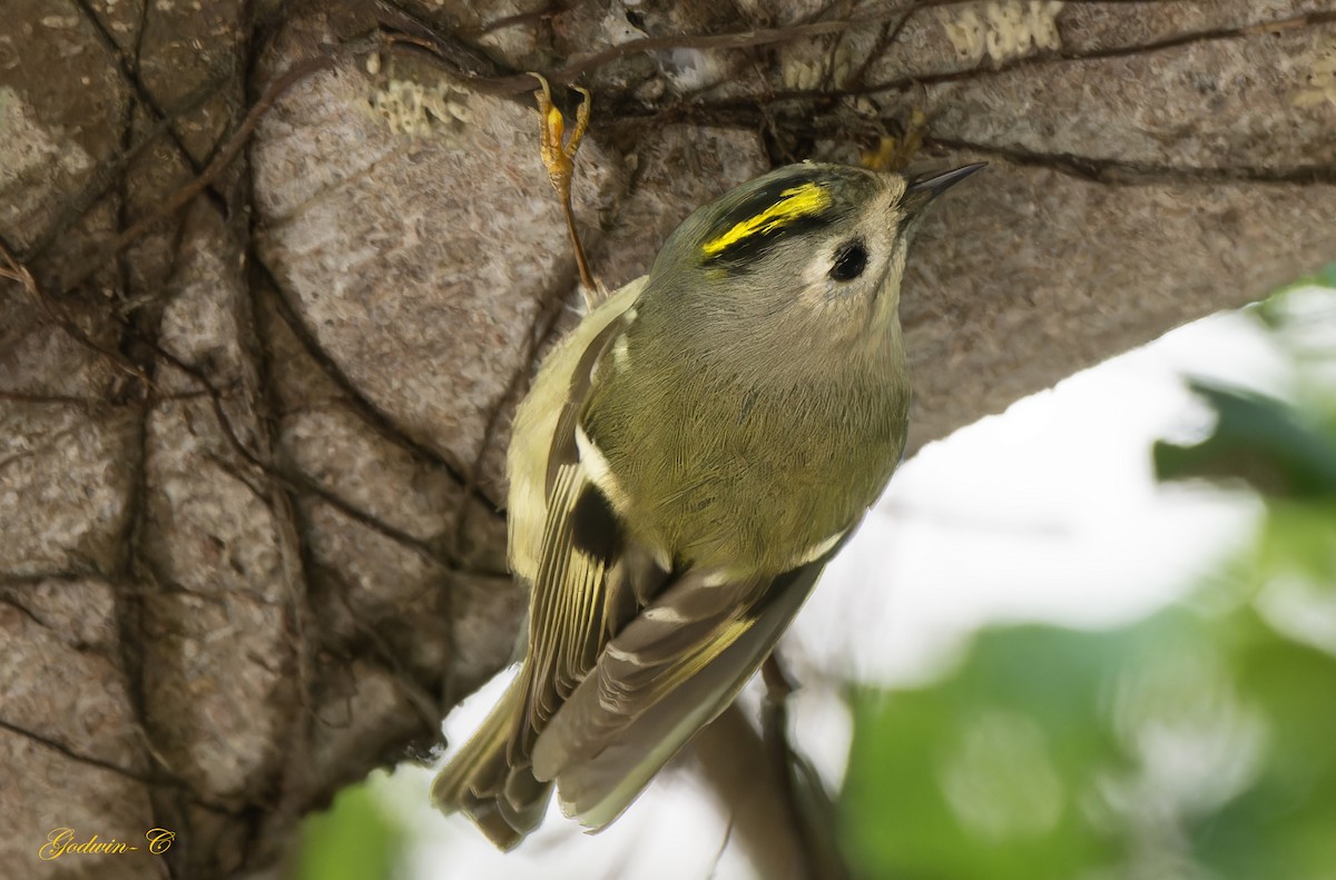 Goldcrest - ML630052914