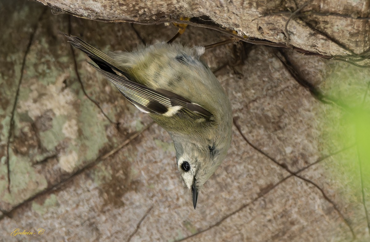 Goldcrest - ML630052915