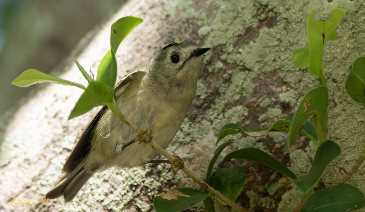 Goldcrest - ML630052917