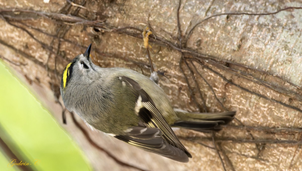 Goldcrest - ML630052918