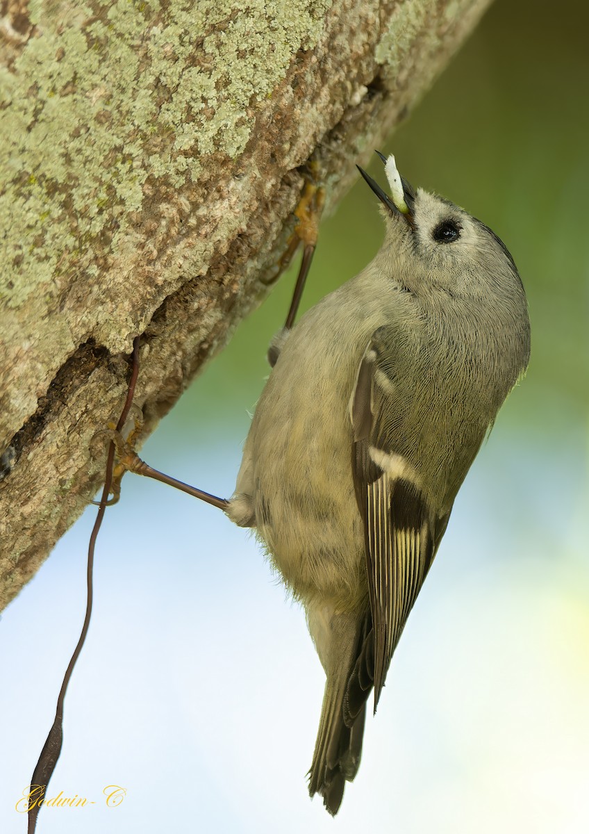 Goldcrest - ML630052919