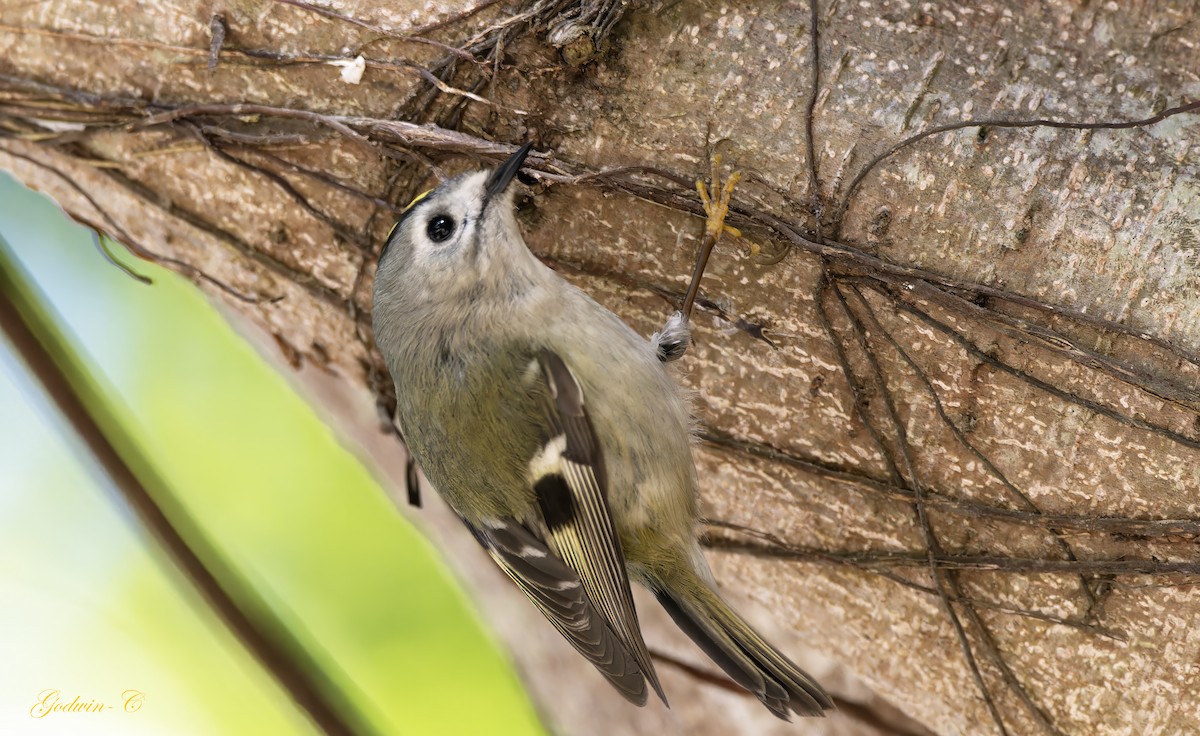 Goldcrest - ML630052921