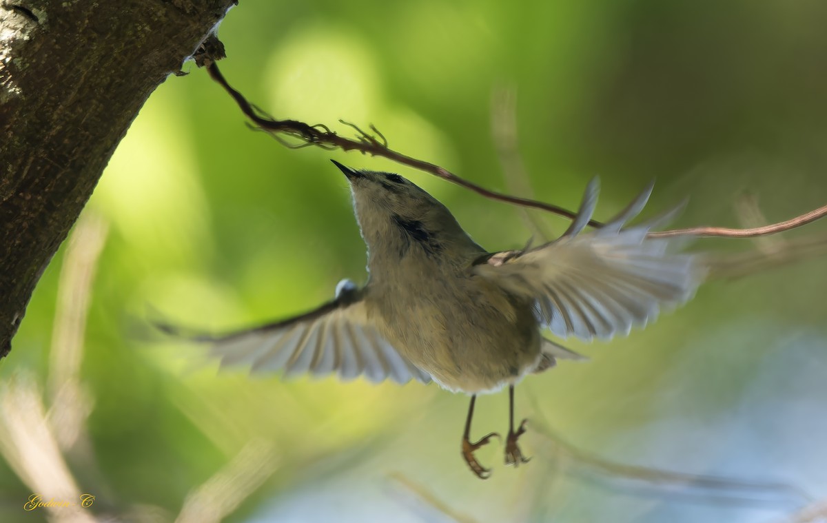 Goldcrest - ML630052943