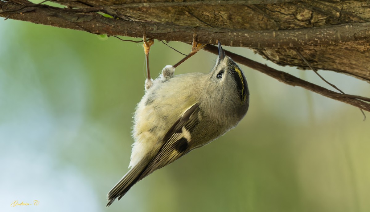 Goldcrest - ML630052944