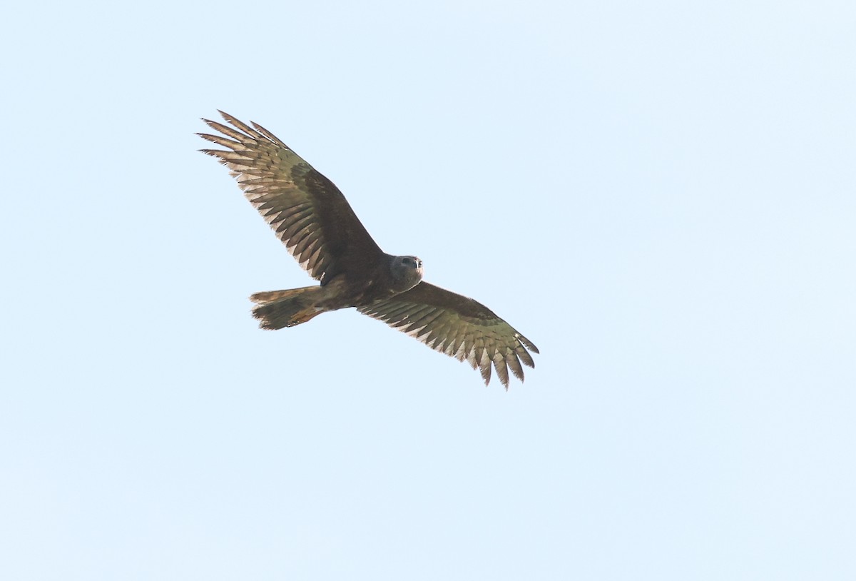 Eastern Marsh Harrier - ML630053169