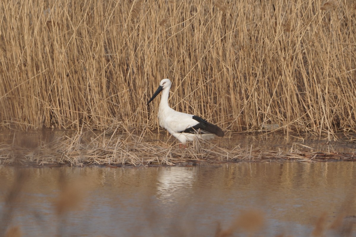 Oriental Stork - ML630053234