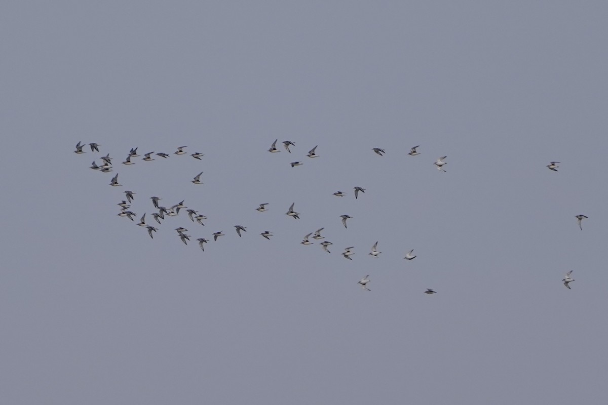 Black-bellied Plover - ML630053248