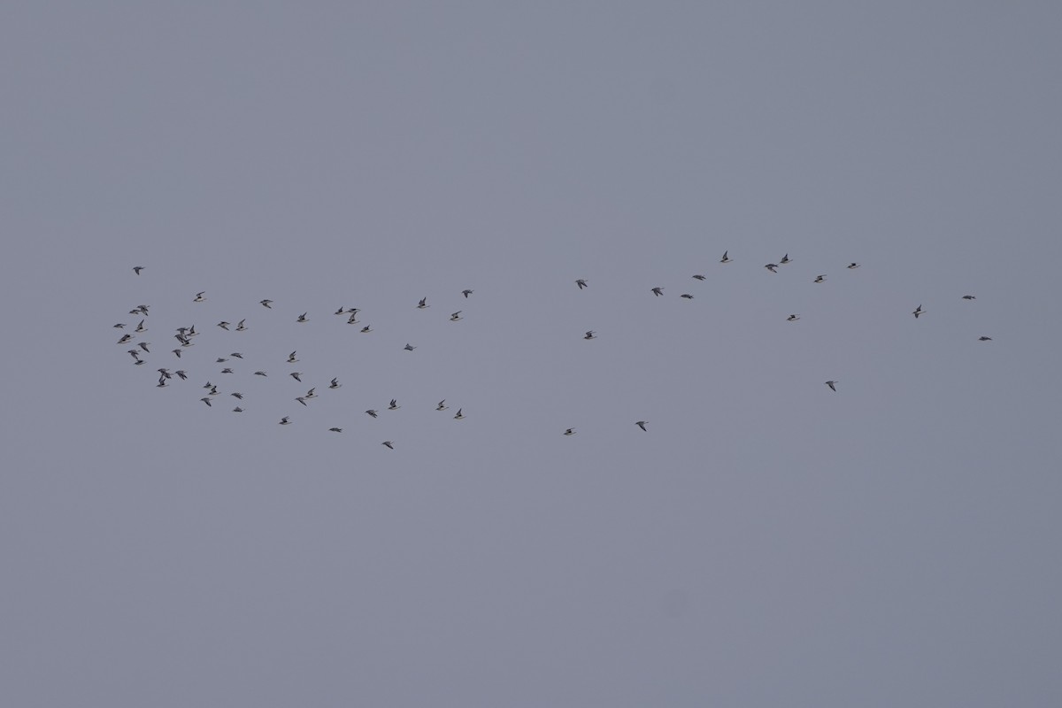 Black-bellied Plover - ML630053249