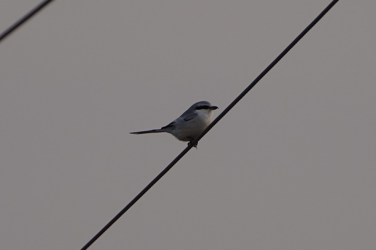 Chinese Gray Shrike - ML630053264