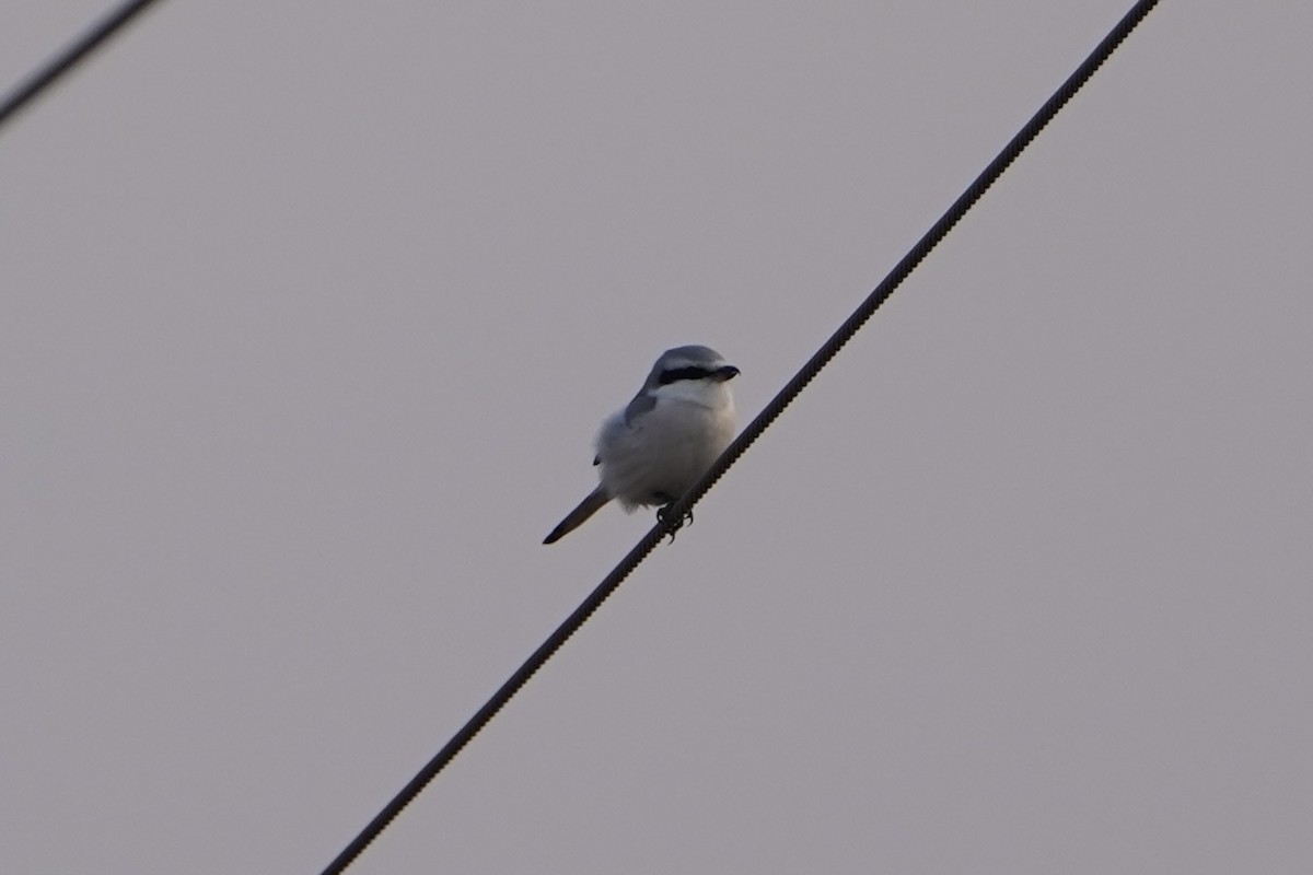 Chinese Gray Shrike - ML630053265