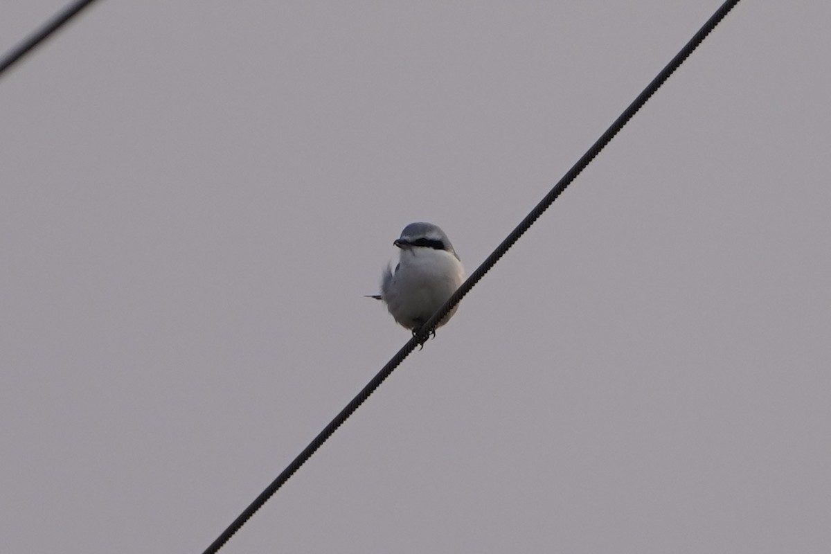 Chinese Gray Shrike - ML630053266
