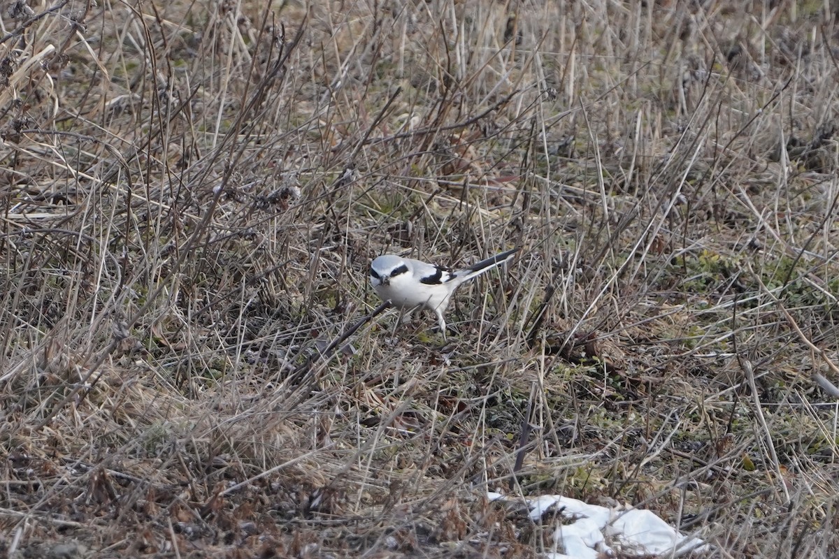 Chinese Gray Shrike - ML630053268