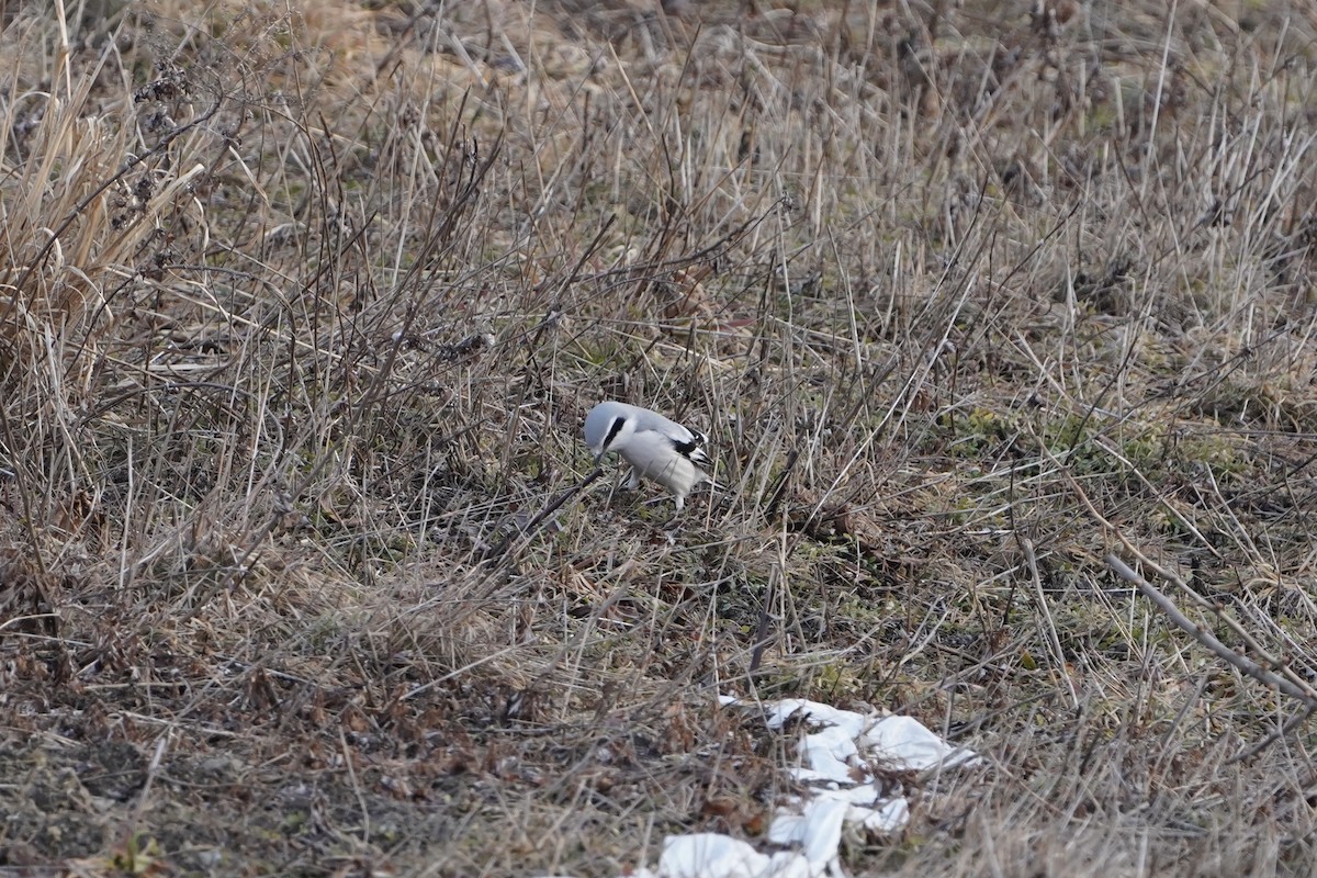 Chinese Gray Shrike - ML630053269