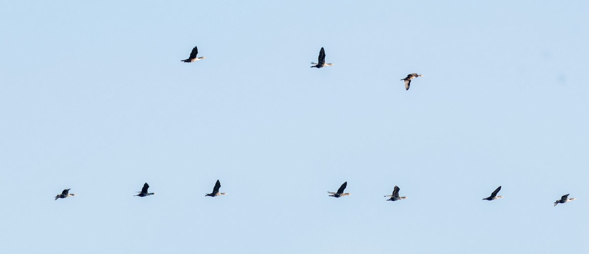 Double-crested Cormorant - ML630053313