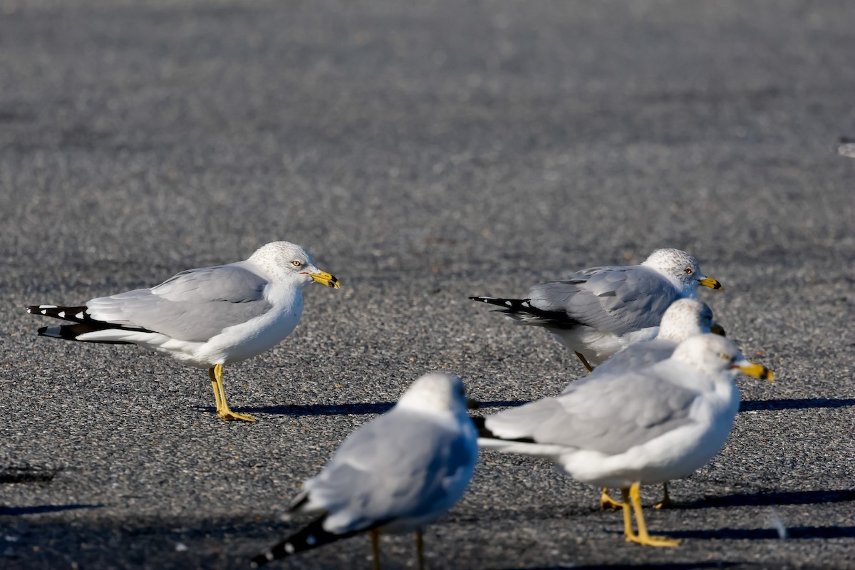 Ring-billed Gull - ML630053368
