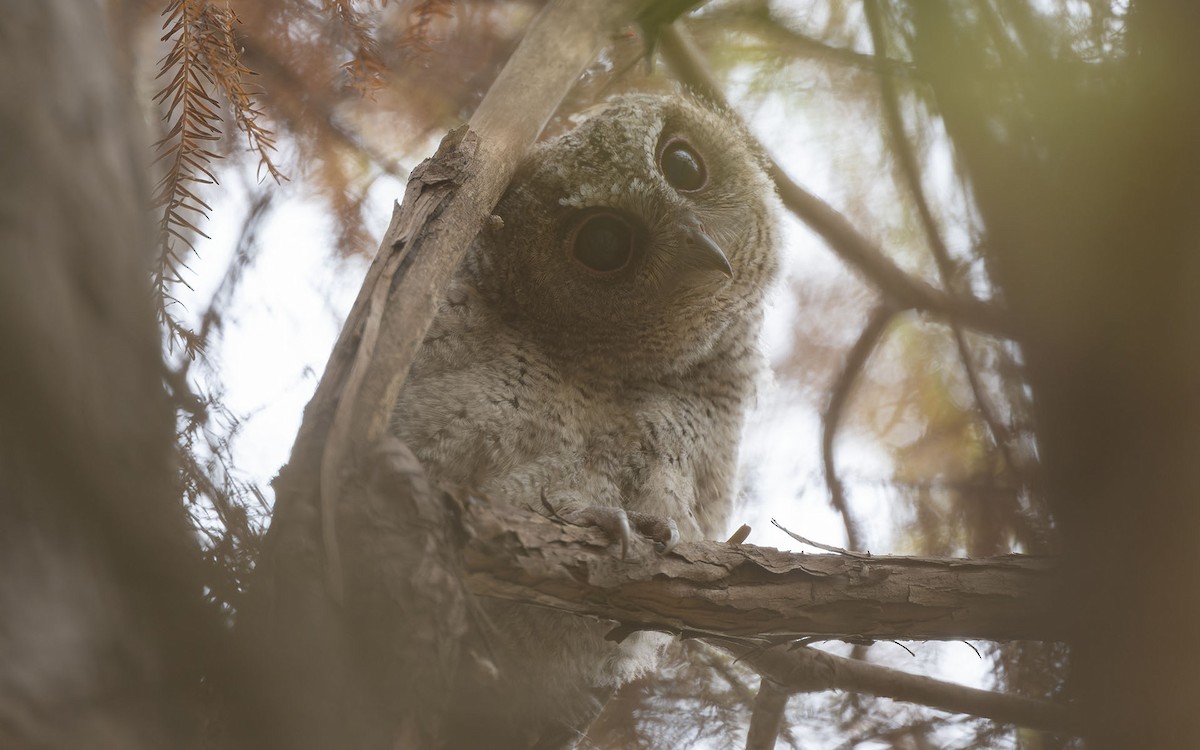 Petit-duc à collier - ML630053369