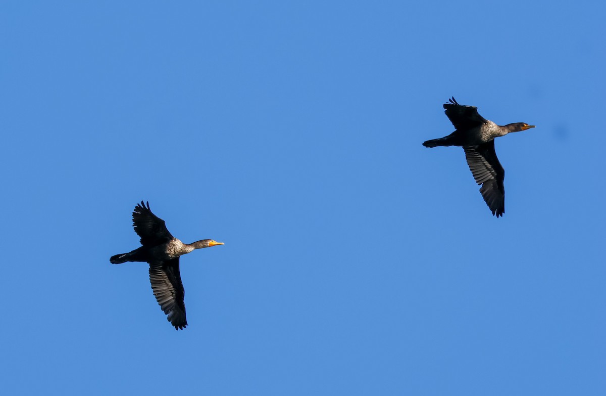 Double-crested Cormorant - ML630053509