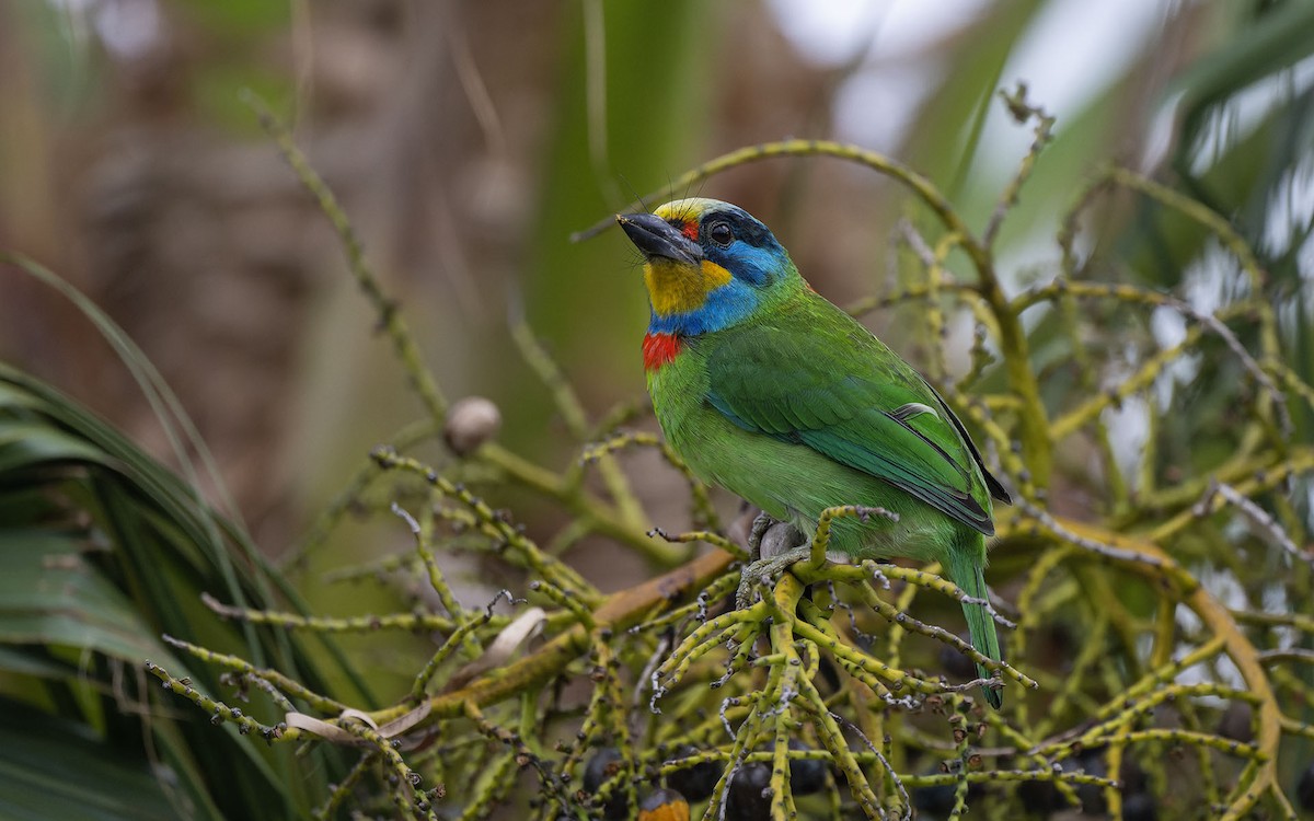 Barbu de Formose - ML630053547