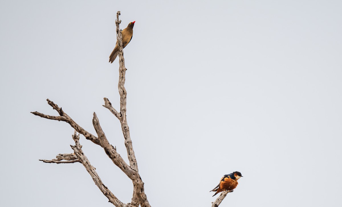 Red-billed Oxpecker - ML630053577