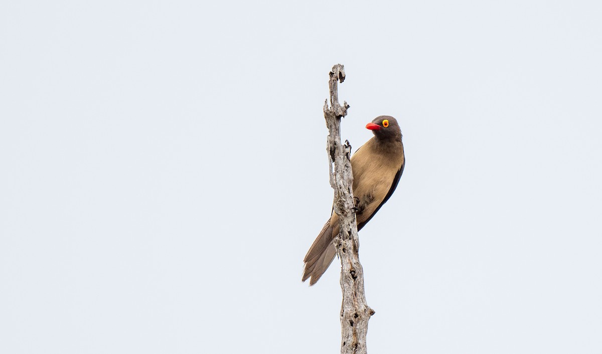 Red-billed Oxpecker - ML630053585