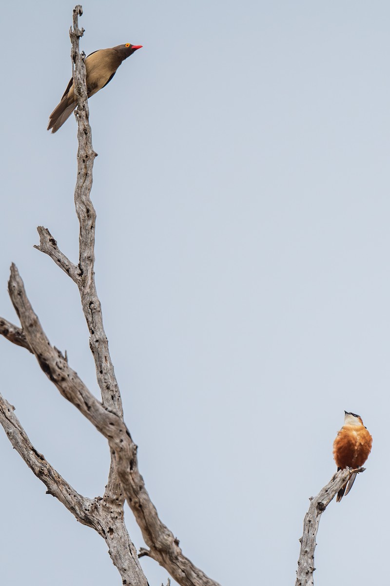 Red-billed Oxpecker - ML630053596