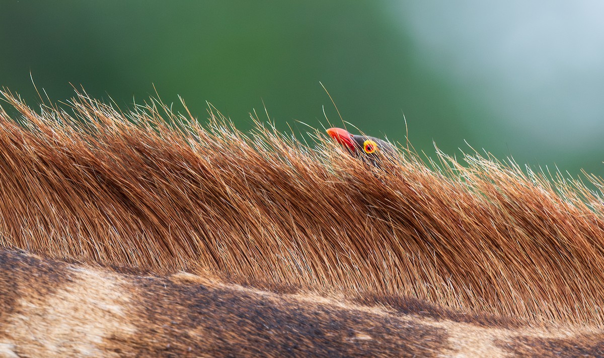 Red-billed Oxpecker - ML630053629