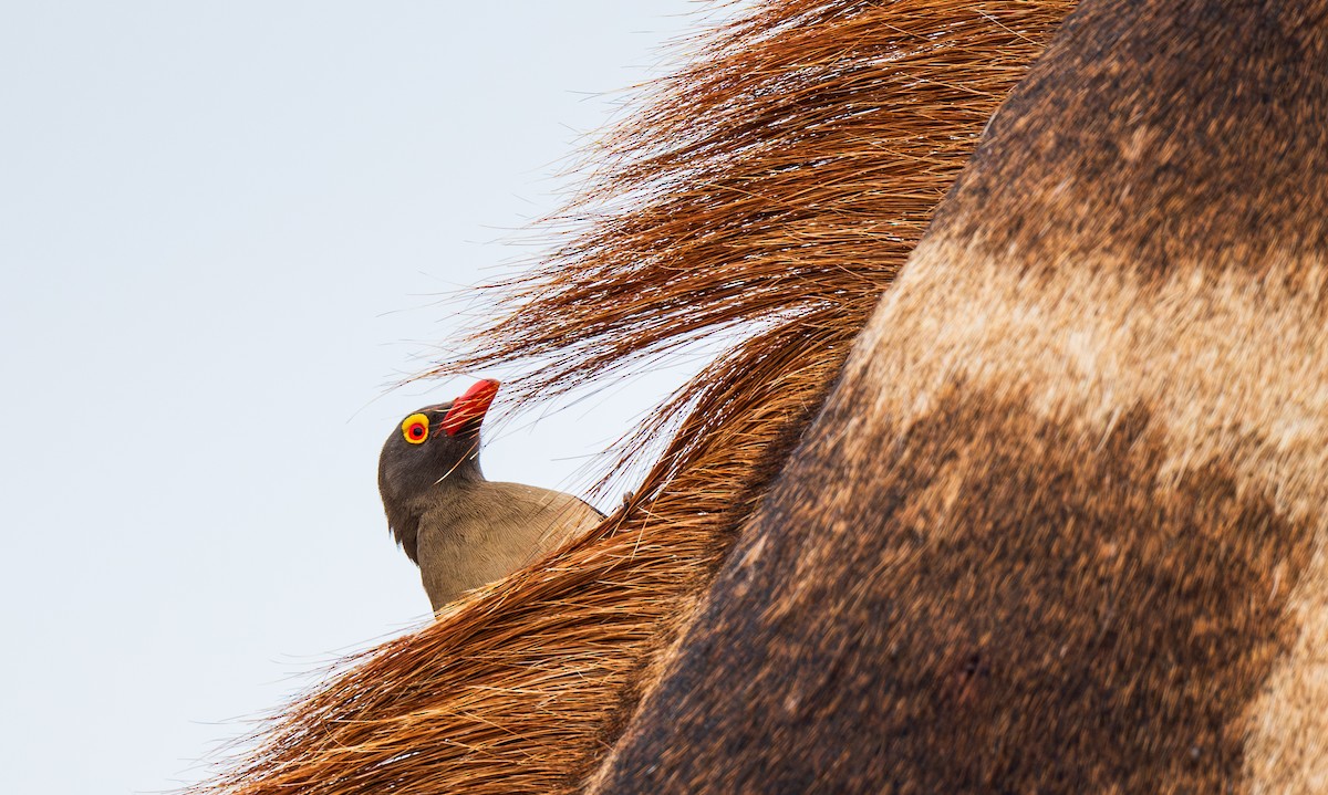 Red-billed Oxpecker - ML630053635