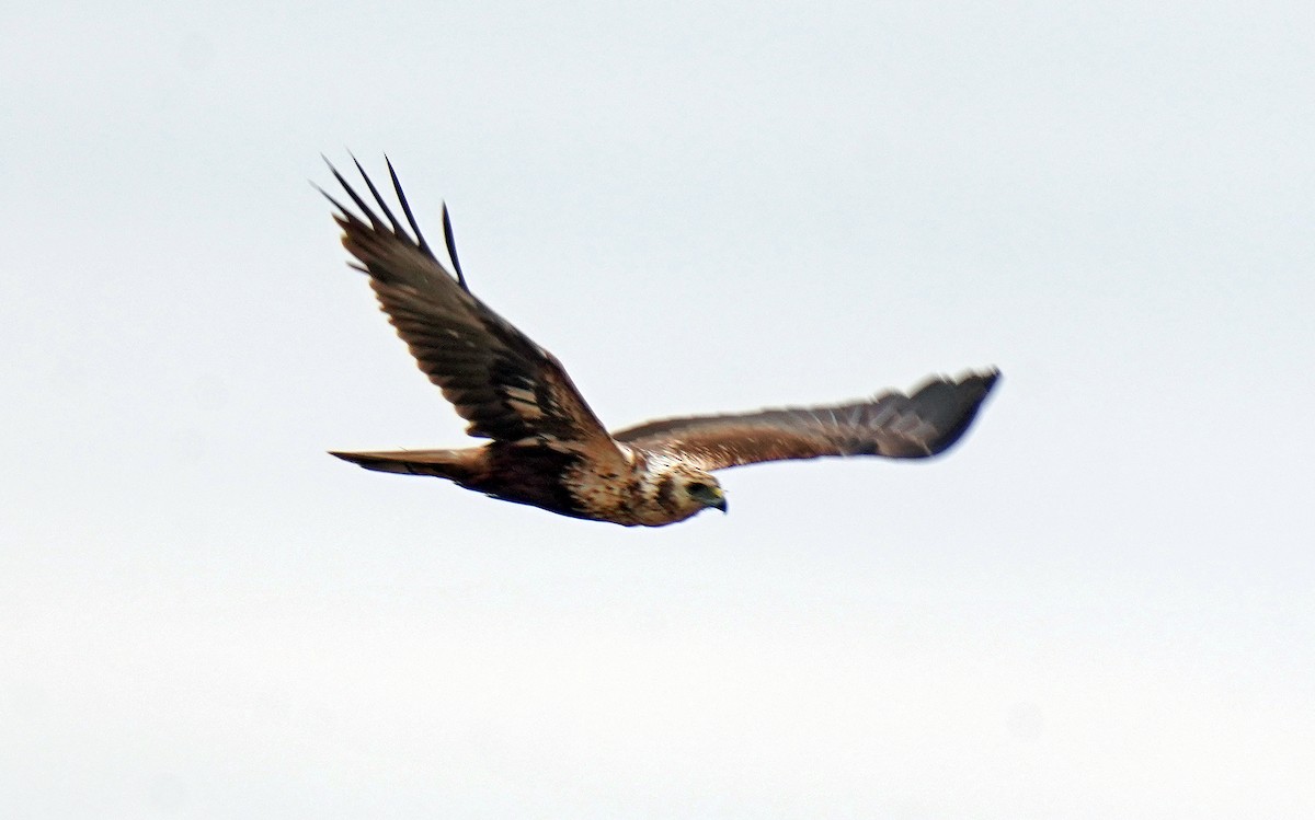 Eastern Marsh Harrier - ML630053791