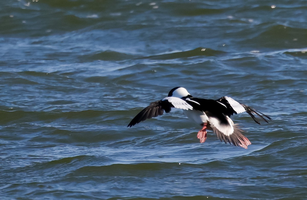 Bufflehead - ML630053855
